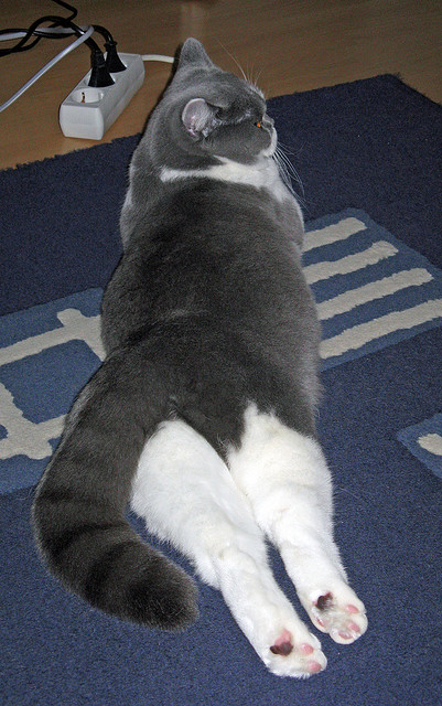 华体会在线登录-CBA联盟完善联赛规则 保障公平竞争，联赛cba联赛