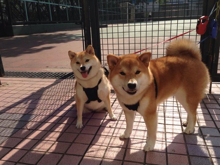 华体会网站-“简阳文体中心:篮球选手在赛场上挑战极限突破” 第6张 华体会网站-“简阳文体中心:篮球选手在赛场上挑战极限突破” 第6张