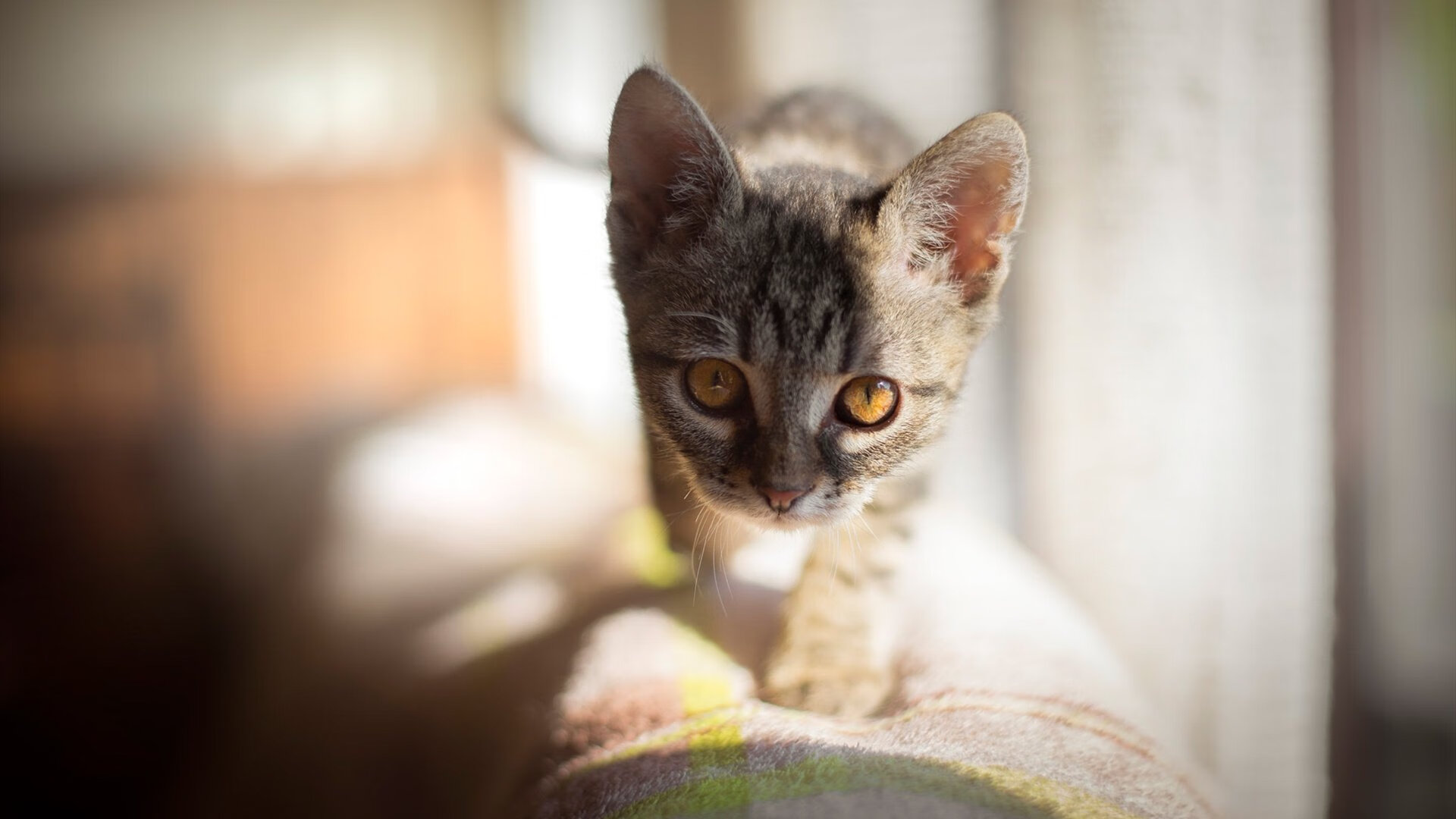 华体会平台-五大联赛主力球员连场出战是否影响射门质量,五大联赛连胜最多的球队 第2张 华体会平台-五大联赛主力球员连场出战是否影响射门质量,五大联赛连胜最多的球队 第2张