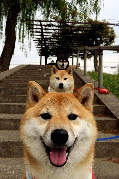 华体会在线登录-外援政策调整是否利好本土球员，外援项目