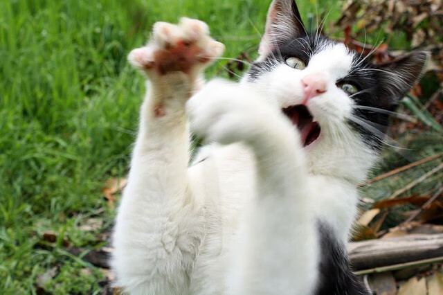 华体会登陆-主教练关注比赛细节在暂停时间精准布置完成战术转折，比赛中教练请求暂停的时间为