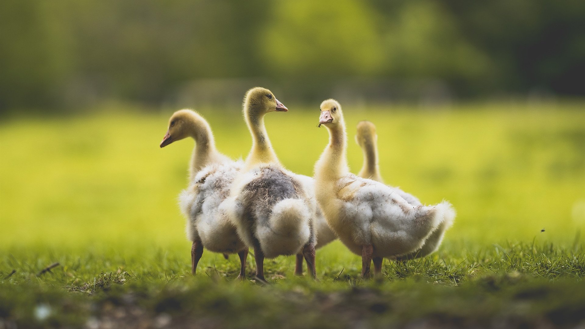 华体会登录地址-吉尔吉斯斯坦女篮努力追赶，在国际舞台持续崭露头角