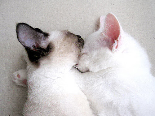 华体会在线下载-巴西青训体系持续升级,未来足球之星不断涌现