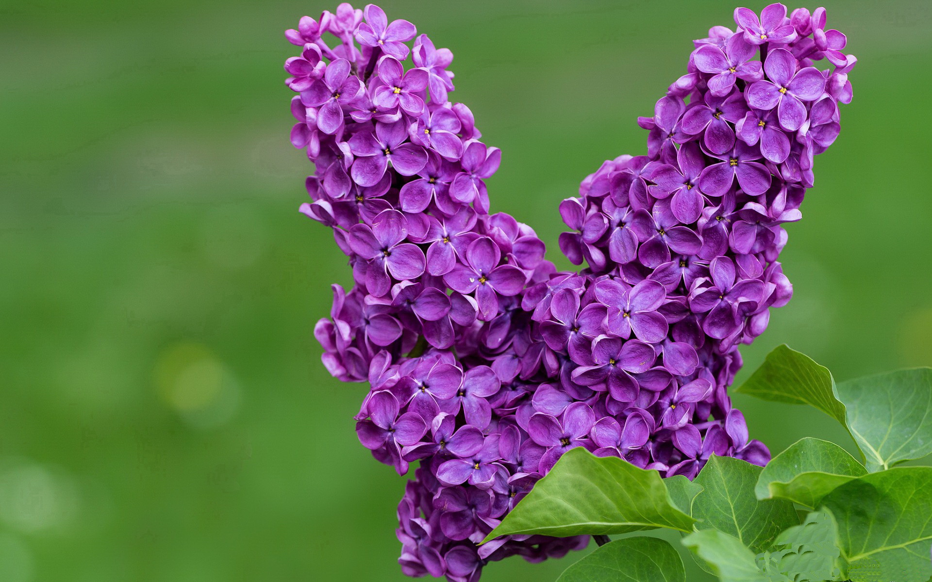 华体会app登入-曼联在关键战中逆转取胜,追赶积分榜前列