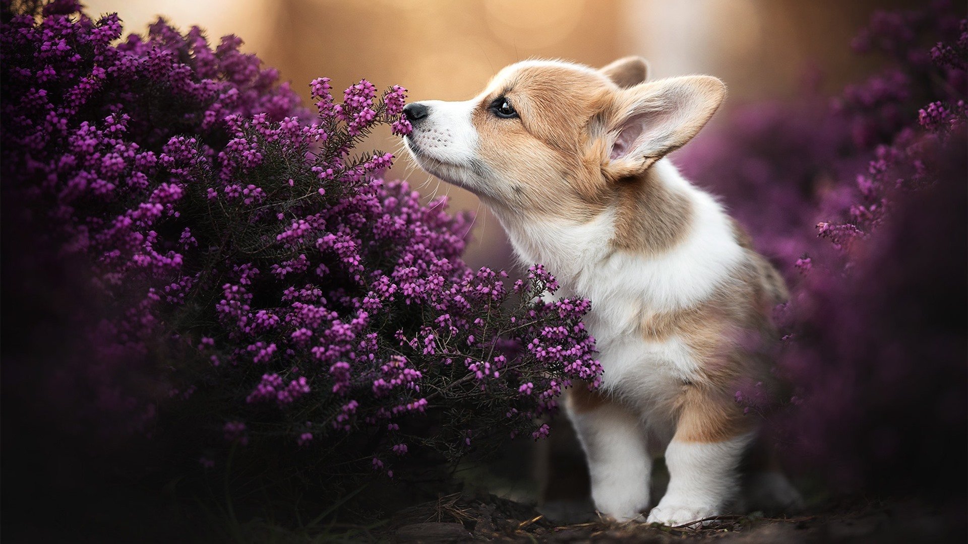 华体会在线下载-湖人训练结束后球员展开三分挑战,湖人队史三分纪录