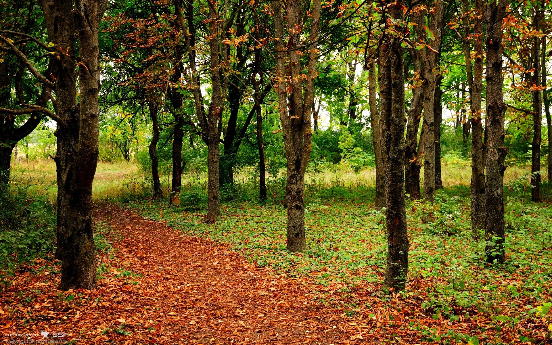 华体会官方网站-荷兰仰泳技术细节打磨到位，仰泳speedo