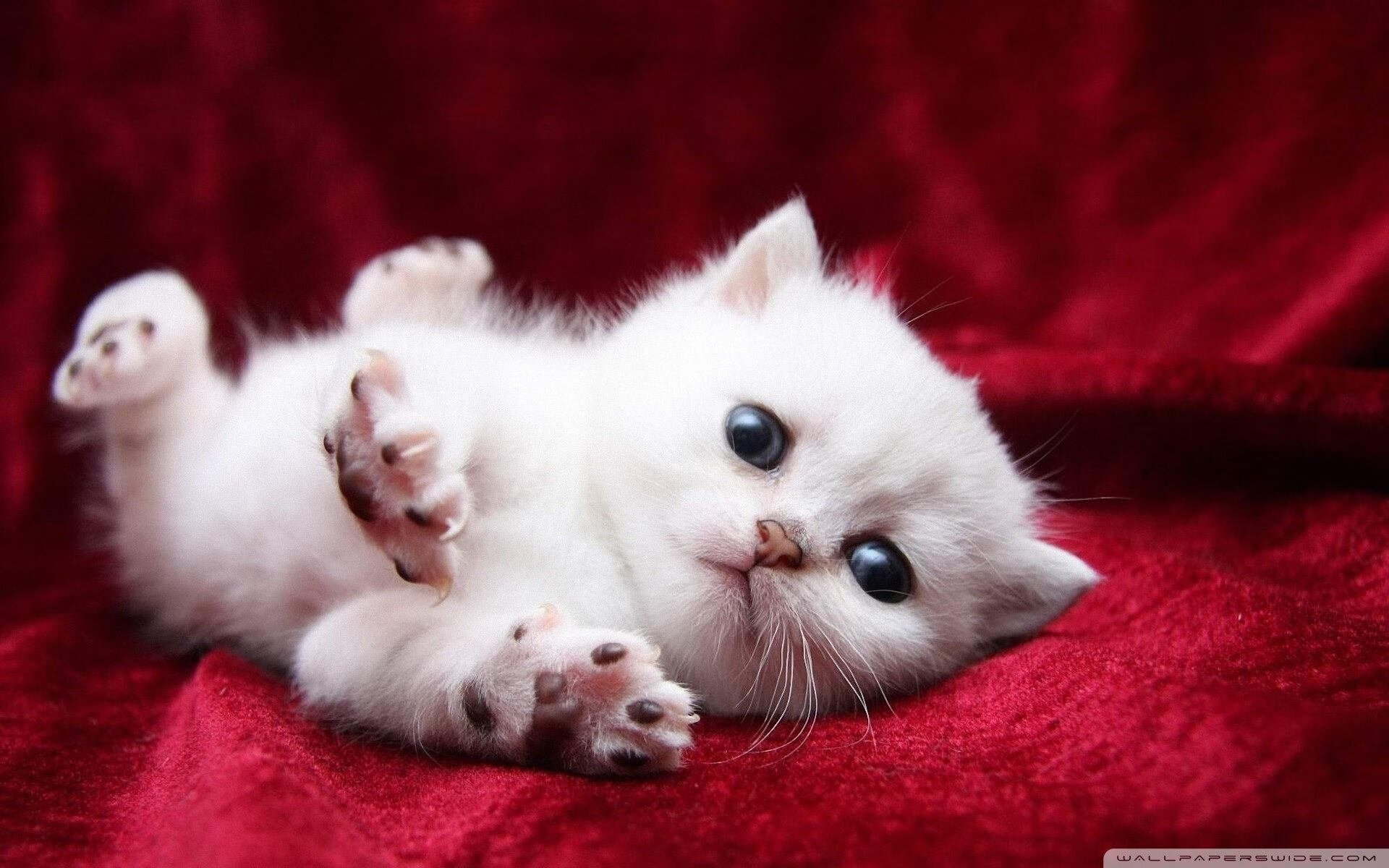 华体会官方网站-荷兰仰泳技术细节打磨到位，仰泳speedo