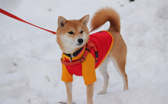 华体会app注册-鹈鹕训练照公开展示球员刻苦备战场景,鹈鹕的队员名单